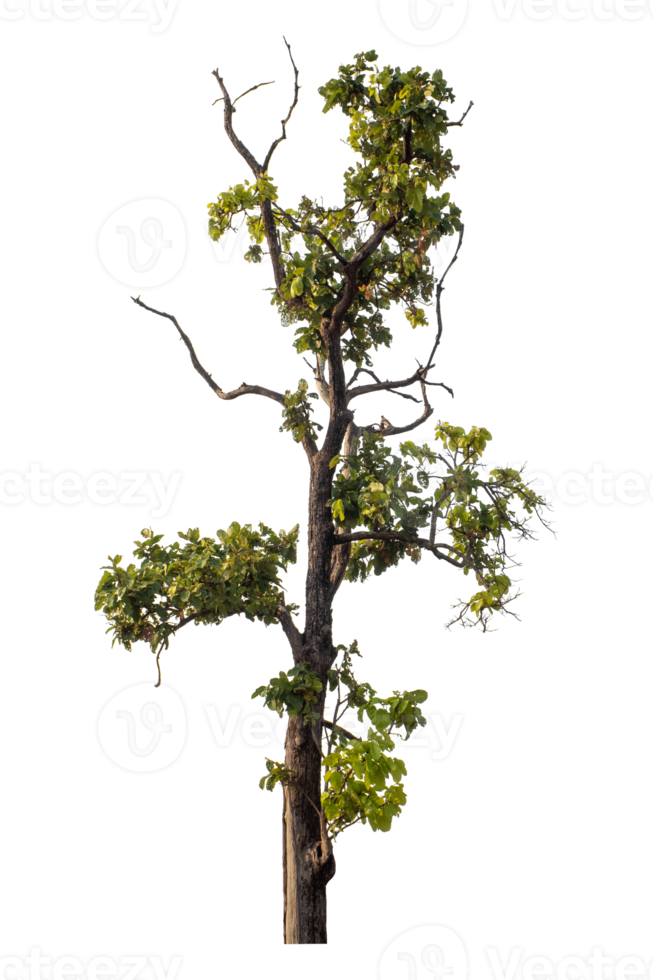 Green tree isolated on transparent background png