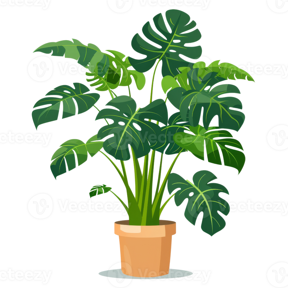 Monstera plant in a pot isolated on transparent background. illustration. png