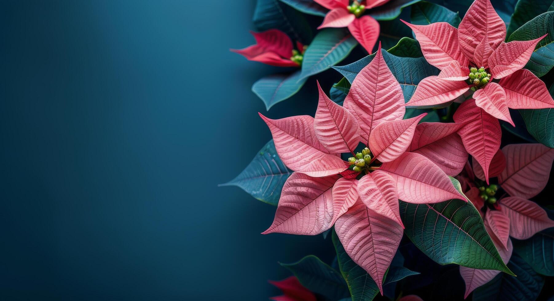 Pink Poinsettia Plant Leaves Against a Blue Background photo