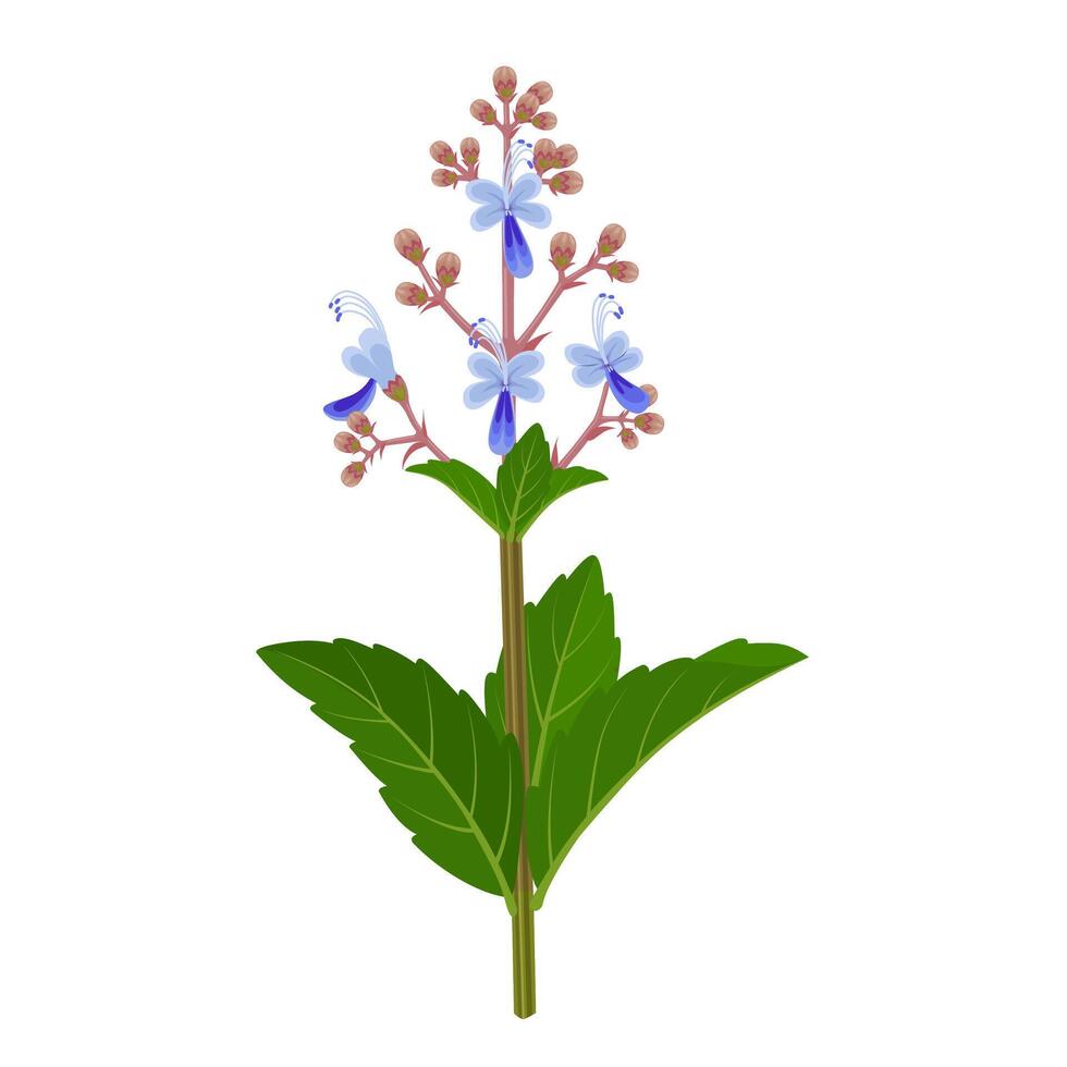 Illustration of clerodendrum serratum, or Bharangi in indian, isolated on white background. vector