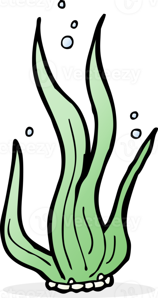 cartoon seaweed drawing png