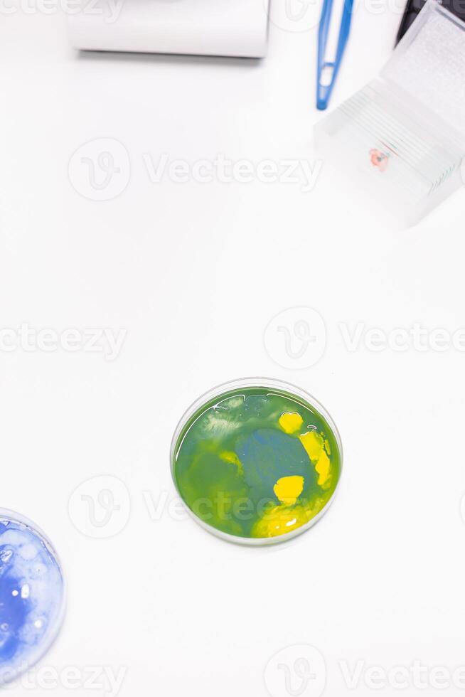 Mixed of bacteria colony in petri dish standing on table in biological scientific hospital laboratory. Pharmaceutical microorganism liquid sample. Liquid medical microorganism photo