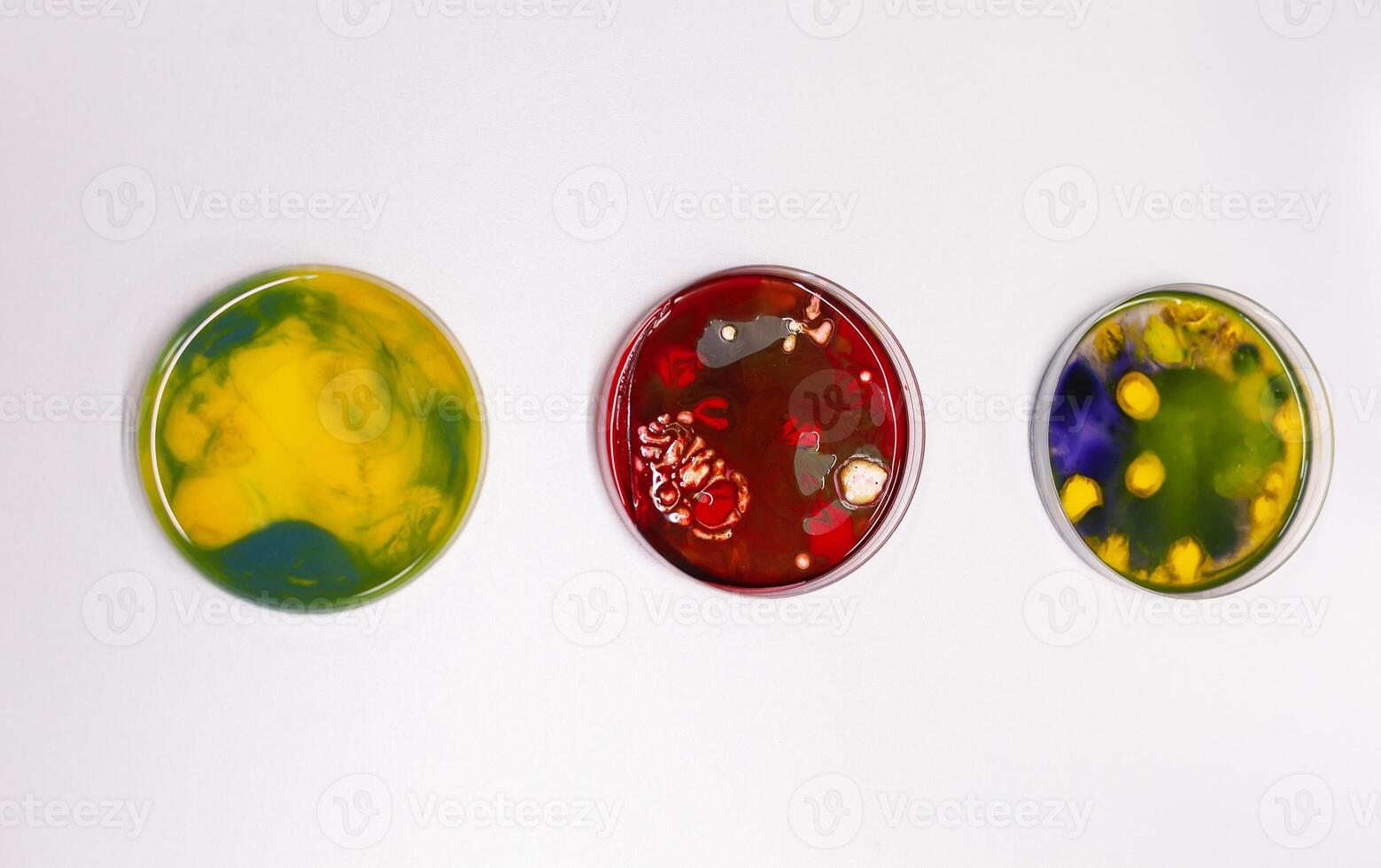 Close up of petri dish on laboratory desk at clinic. Professional instruments of glass plates with bacteria and virus prepared for microscopic analysis in biochemistry cabinet photo