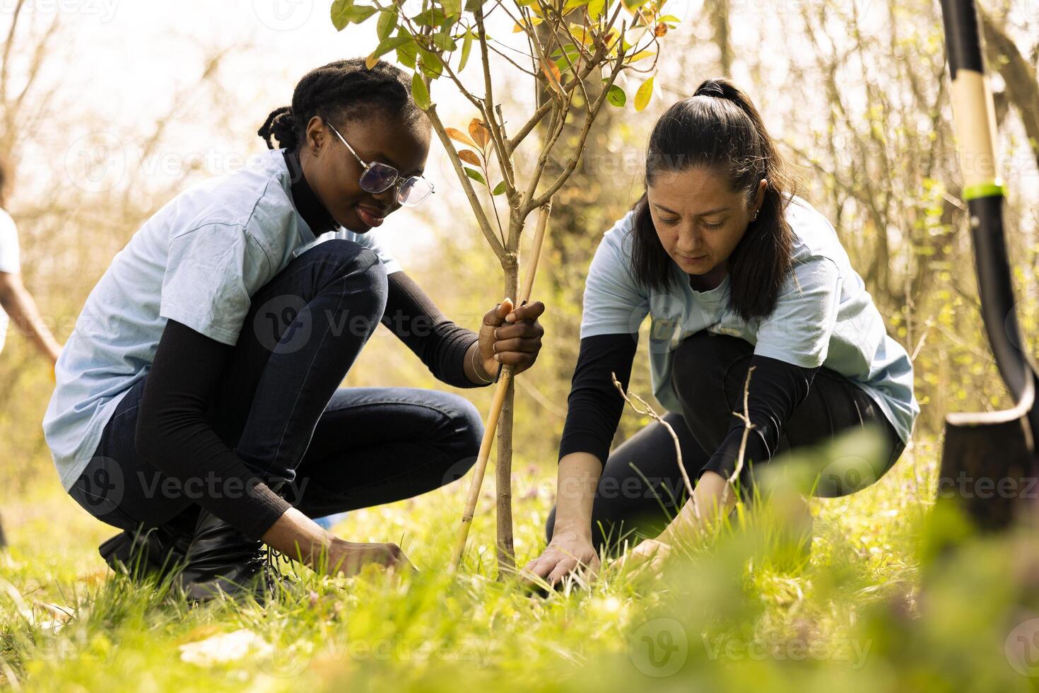Team of environmentalists planting trees around the forest area for preservation, doing voluntary work for a conservation project. Environmental activists plant seedlings together. photo