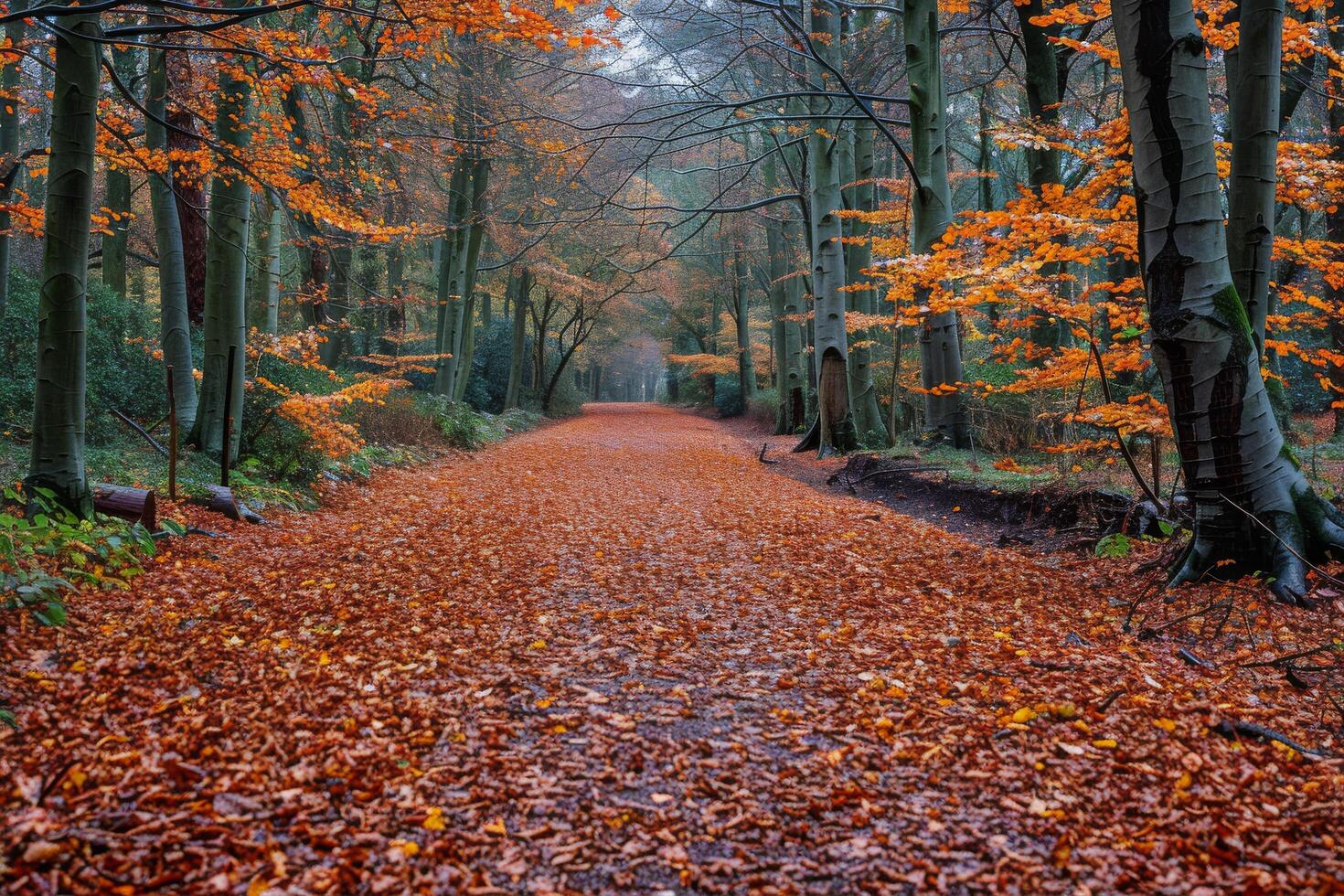 A Winding Path Through a Forest of Autumn Trees photo