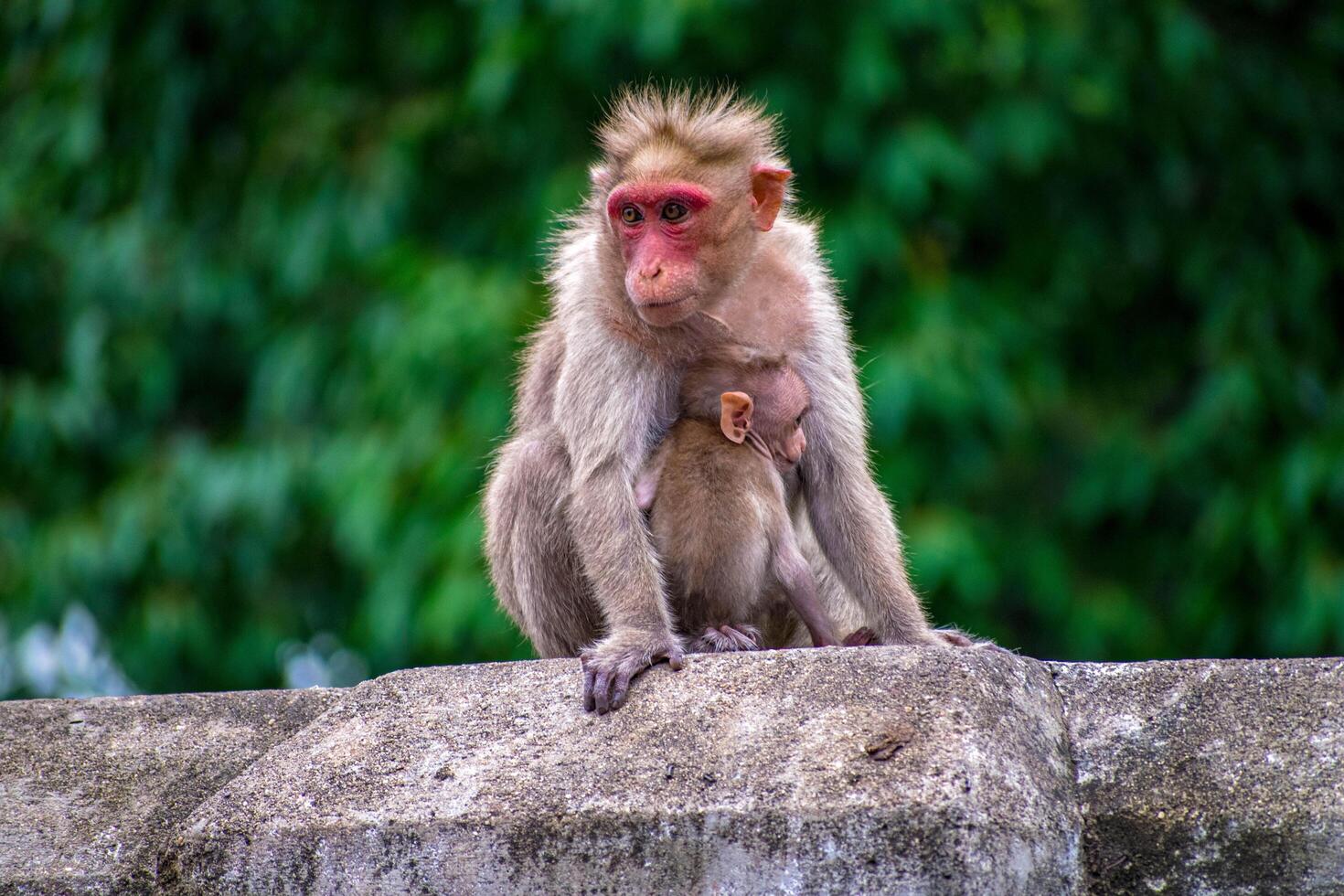 Monkey Life in Kutralam Waterfall in Tamilnadu, India photo