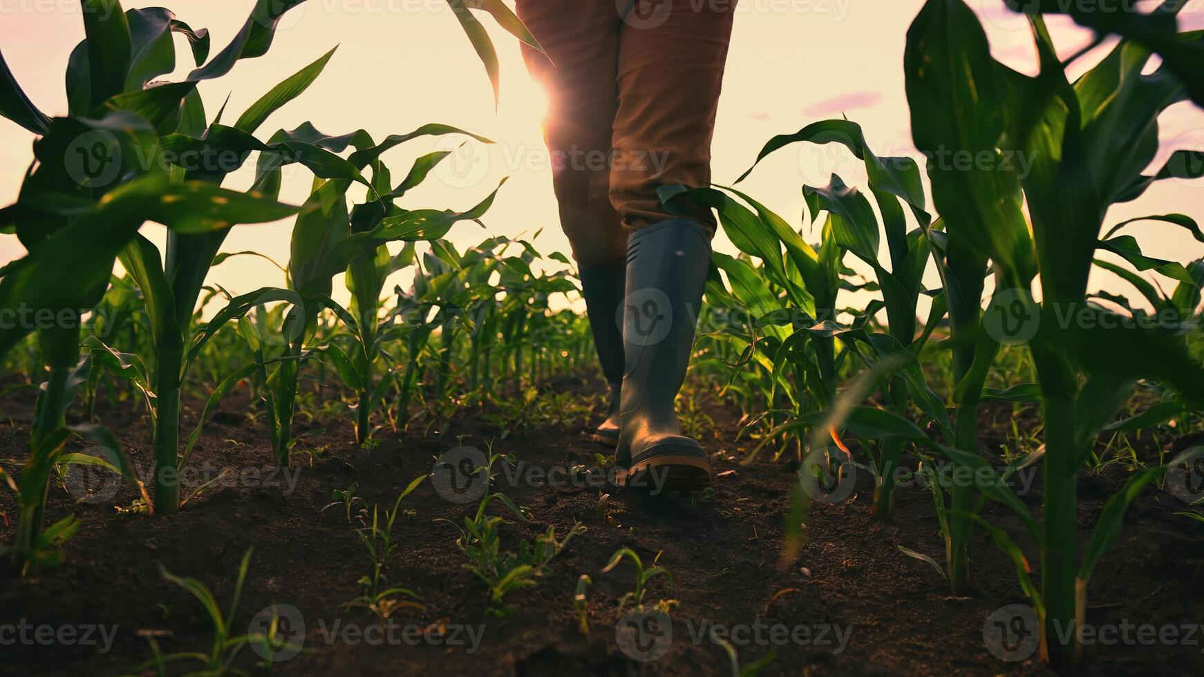 Farmer walking through maize field, low angle view photo