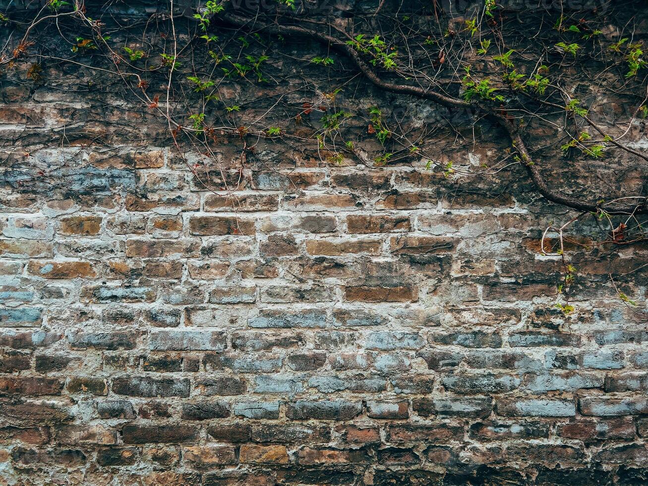 Old brick wall and creeping plant, texture of worn brickwork facade, architecture background photo