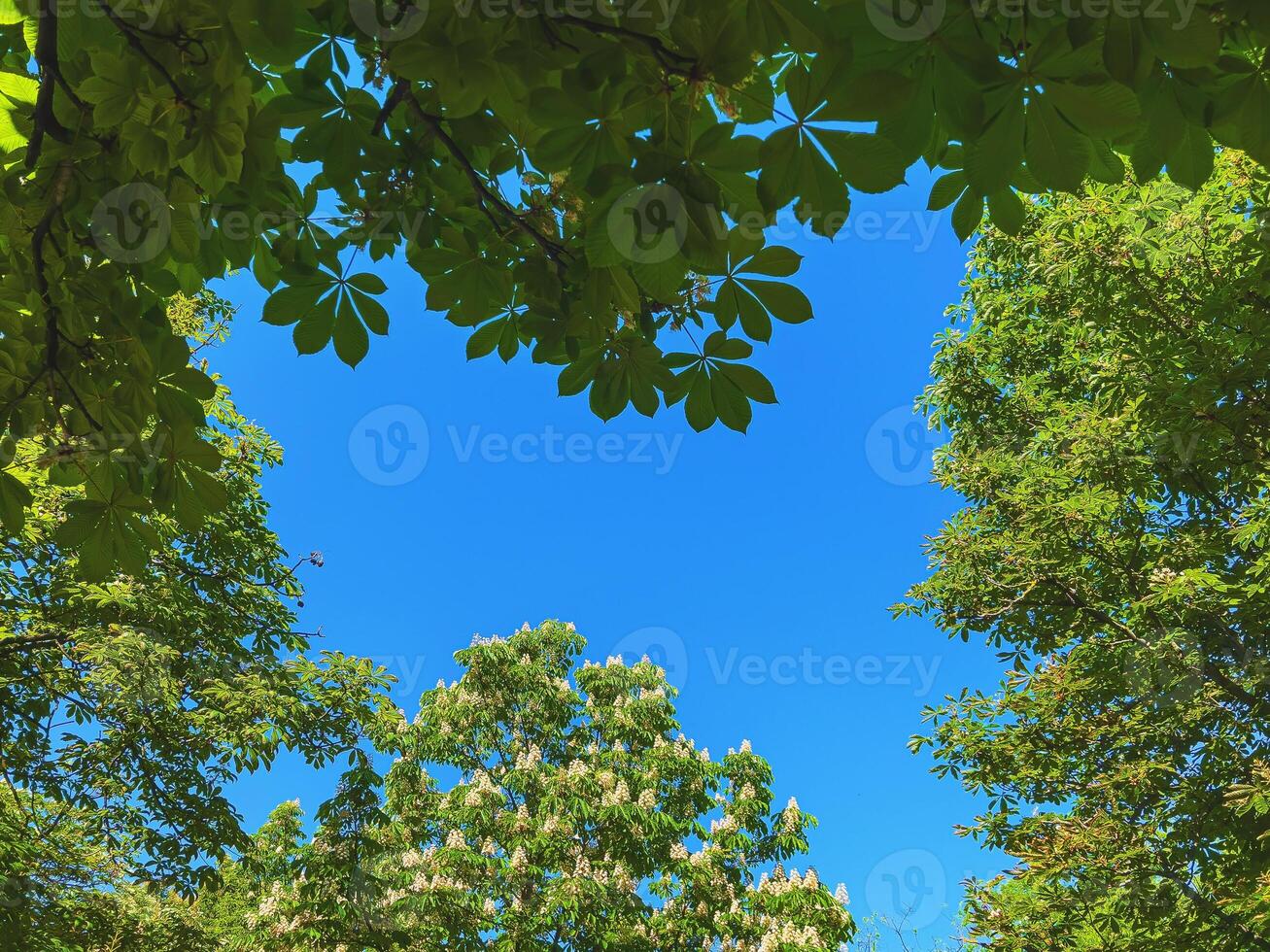 Chestnut treetop in spring, low angle view photo
