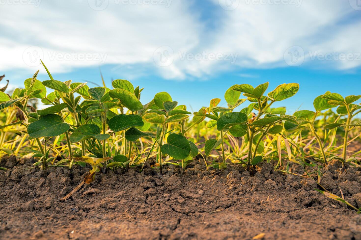 Low angle view of soybean seedlings on plantation field photo