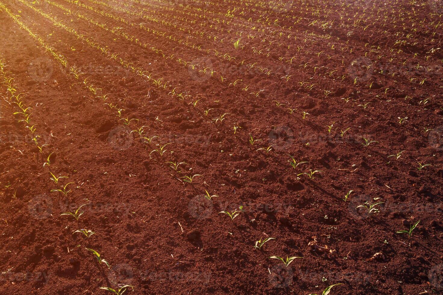 Drone pov aerial view of corn sprout field in spring photo