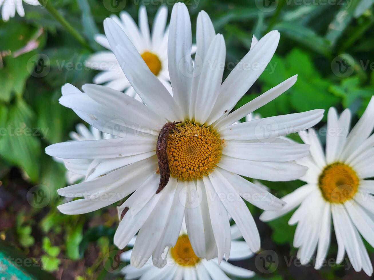 A large white garden daisy and a slug crawling on it on a summer day. photo