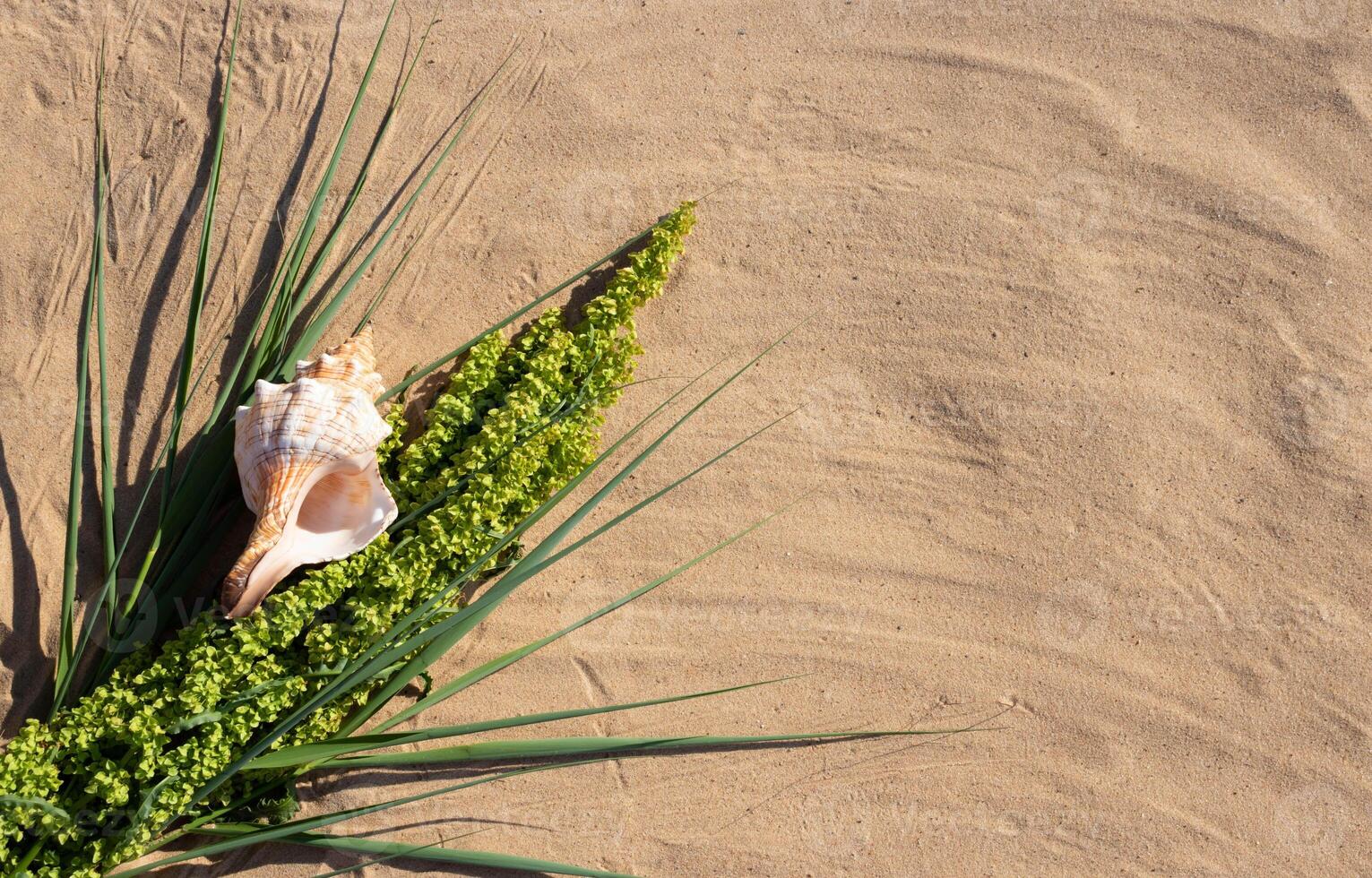 A large spiral striped seashell lies on the grass on the beach on a sandy background. A place for your text photo