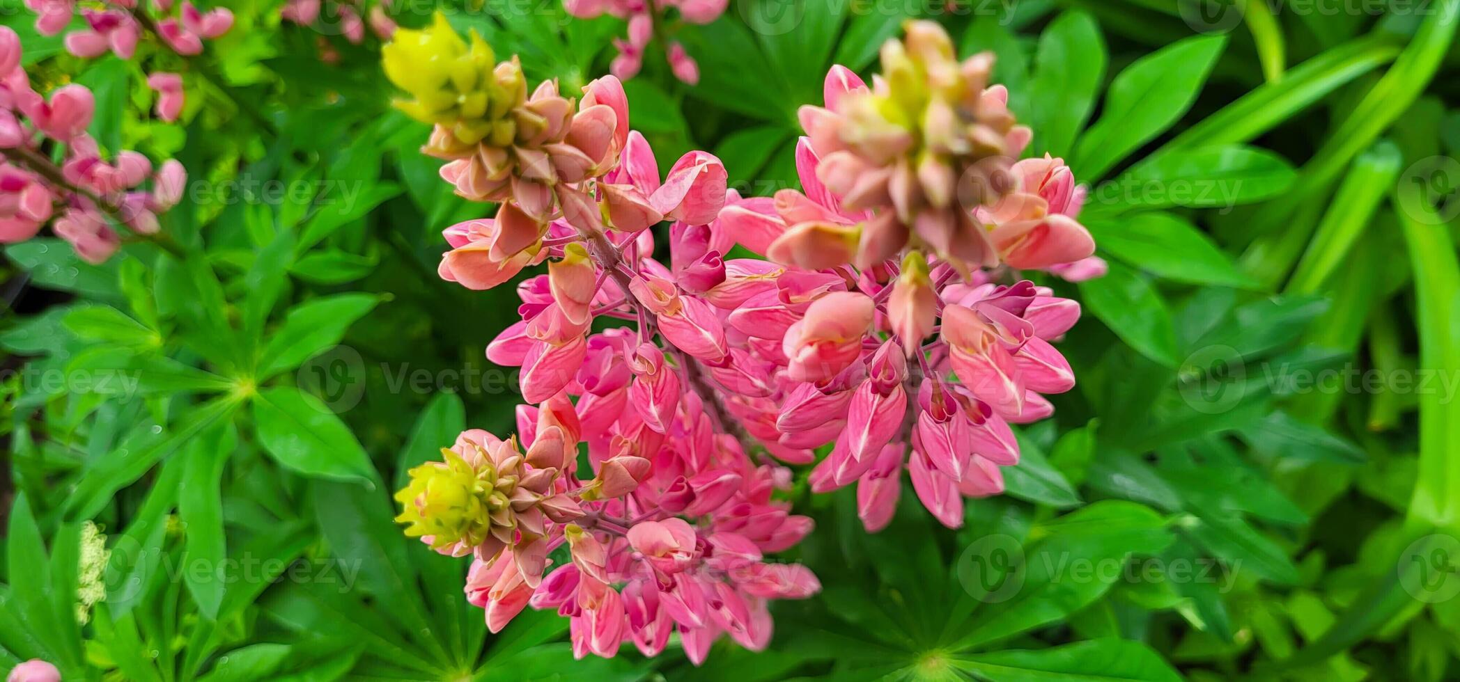 Beautiful pink lupines in a city flower bed photo