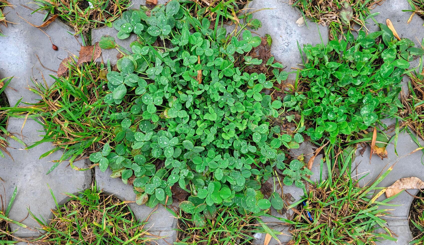 Green clover and grass have sprouted in the round holes of the paving slabs photo