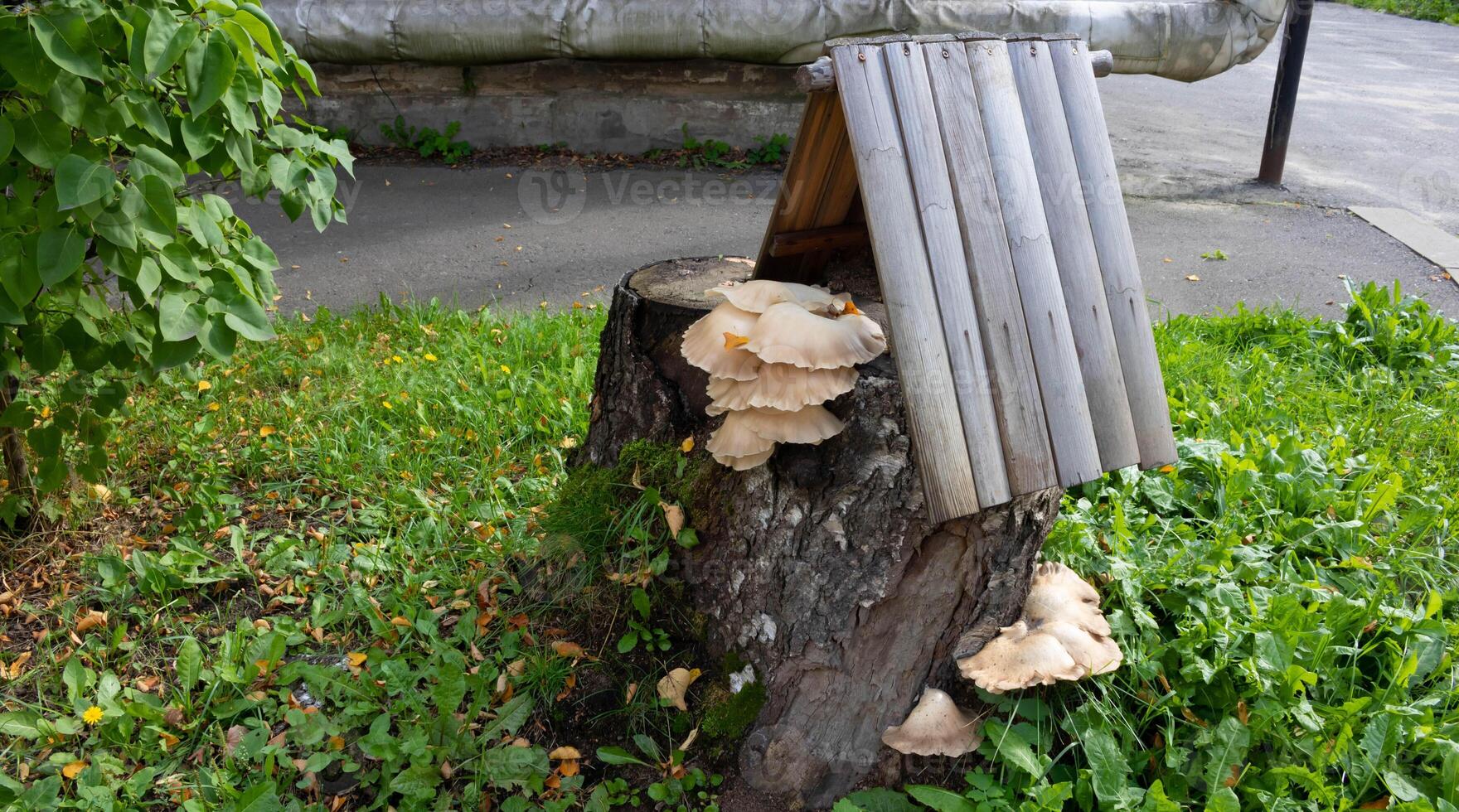 Large light honey mushrooms grow on a stump with a roof, grass grows all around on a bright autumn day. photo