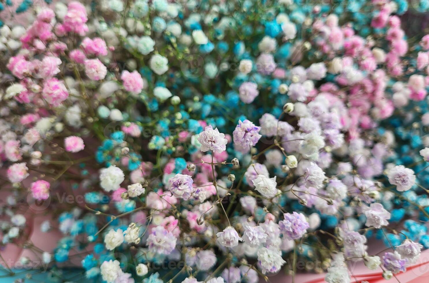 Background of colorful gypsophila flowers. Close-up of fresh flowers. Sale of bouquets of flowers. photo