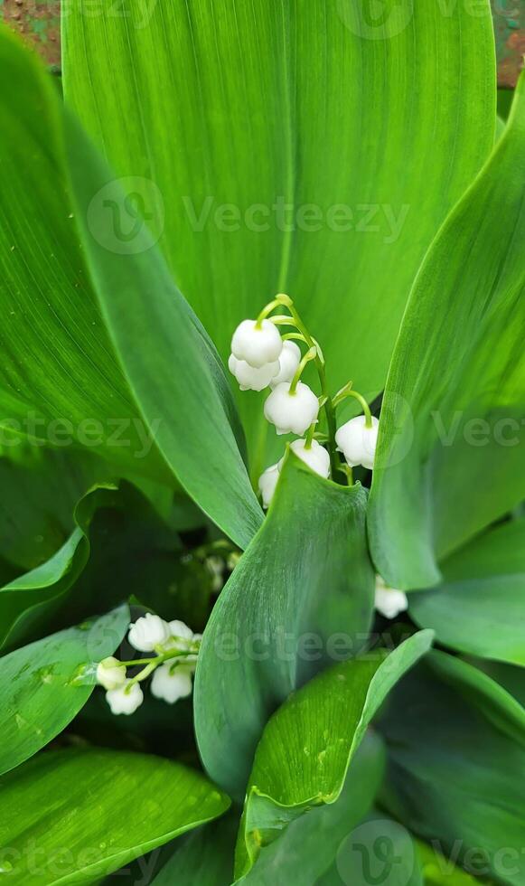 Beautiful white lilies of the valley on a background of green leaves in a flower bed. photo