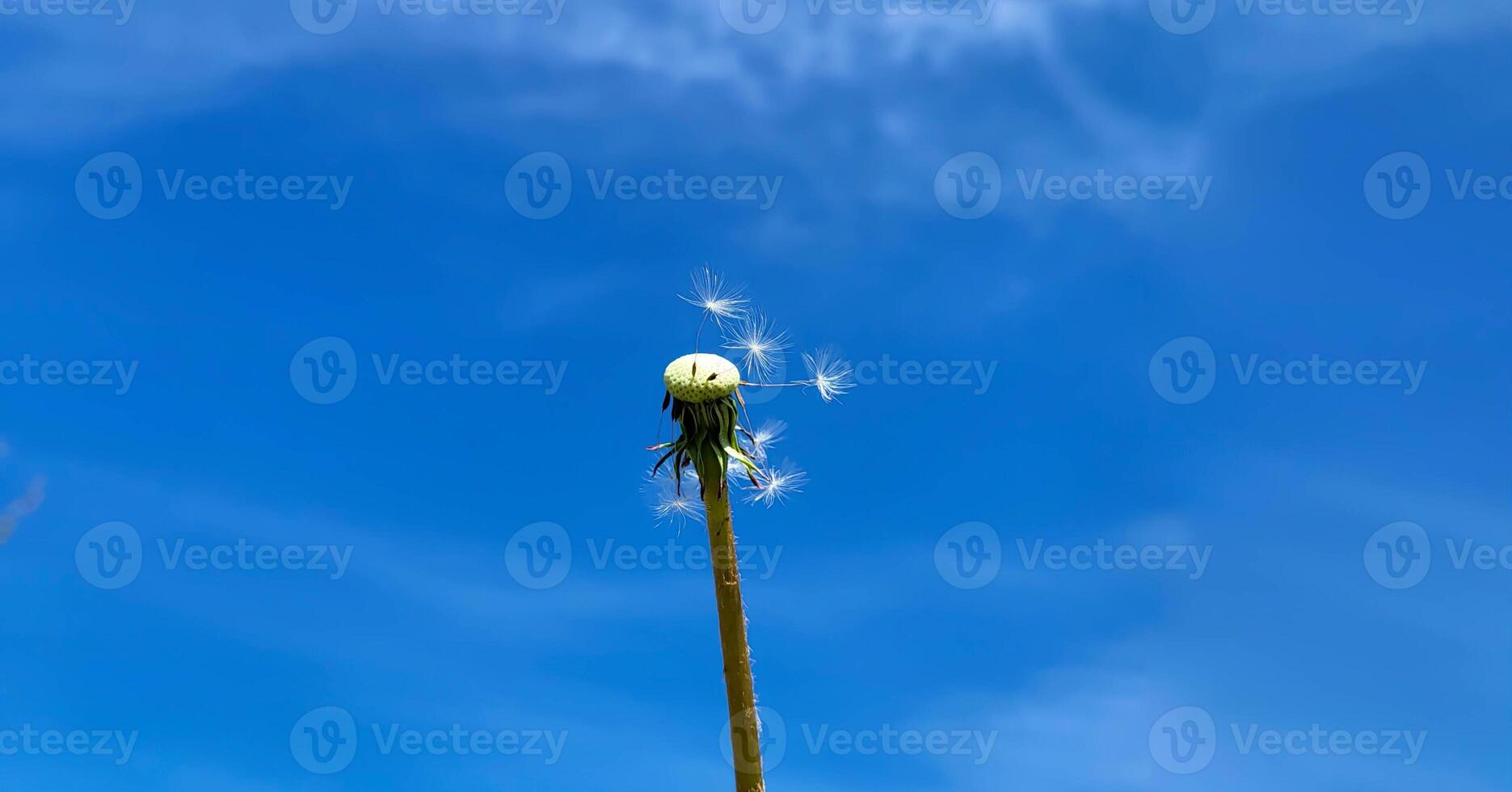 A flying white dandelion against a beautiful blue sky photo