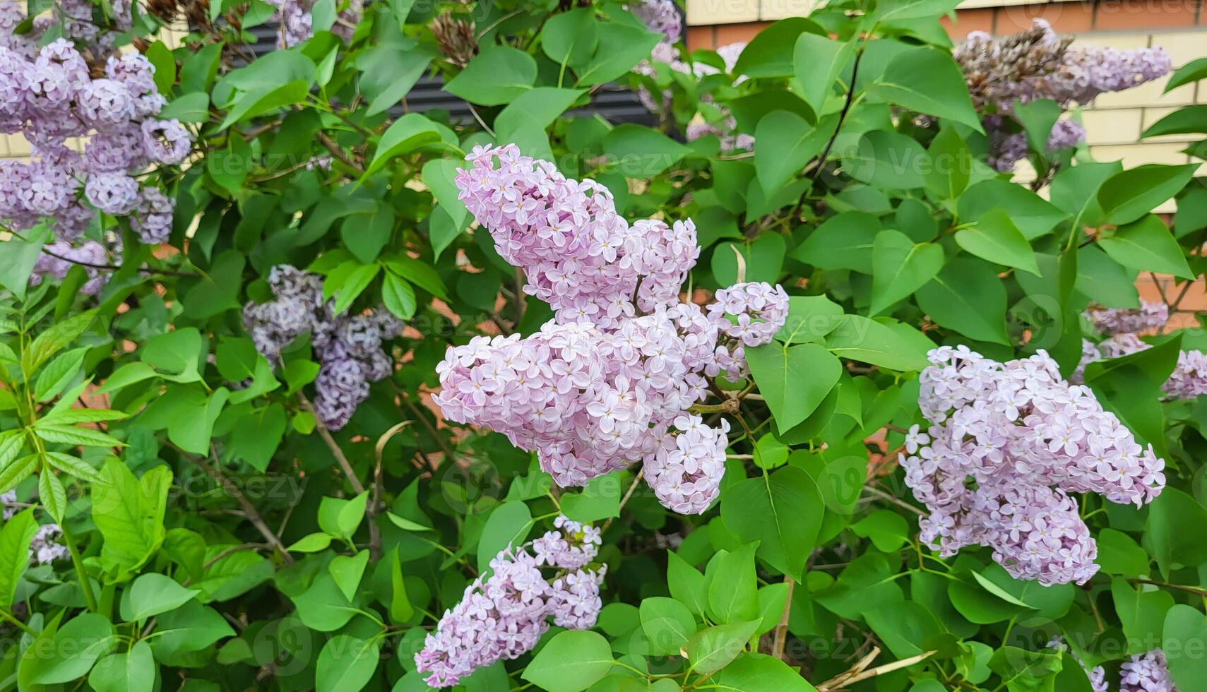 Lilac blossom flowers spring view. Spring lilac flowers. Lilac blooms. A beautiful bunch of lilac photo