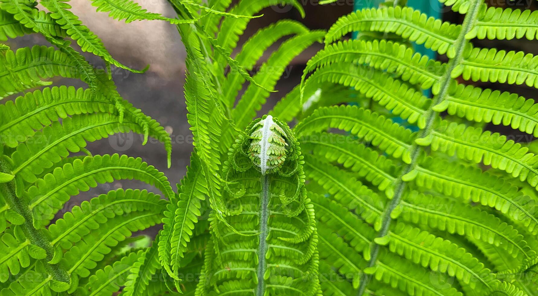 A fern curl. Small curls of fern. The young leaves of the fern began to bloom. The fern snails in the garden are beginning to open their leaves photo