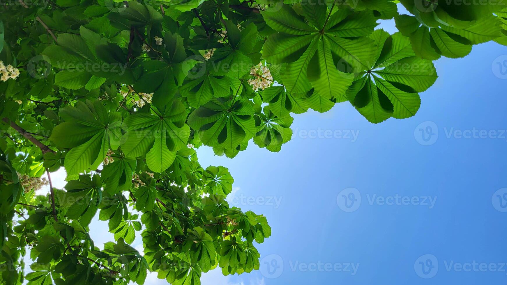 A view from below of the fresh green leaves of a young chestnut tree. Spring green background of chestnut leaves and blue sky. photo