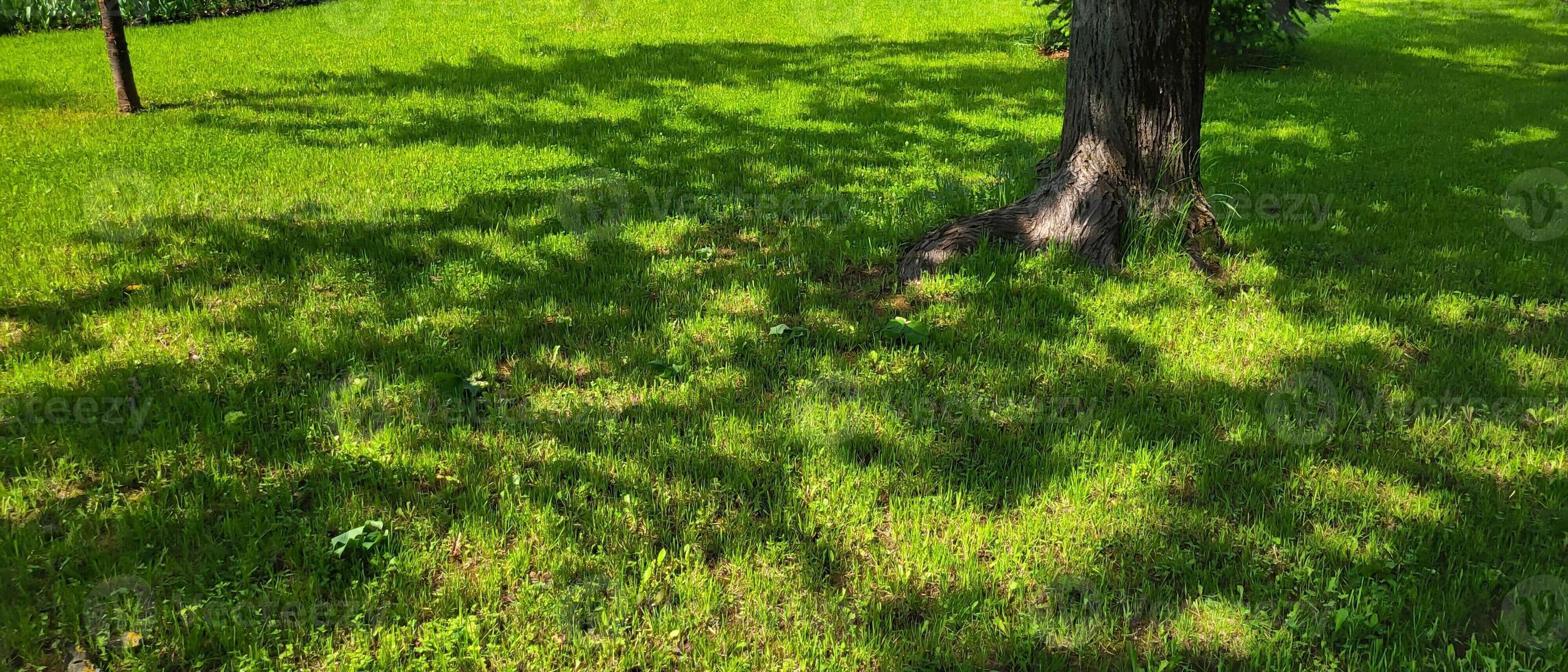 On the green lawn there are shadows from the branches and leaves of a tree. photo