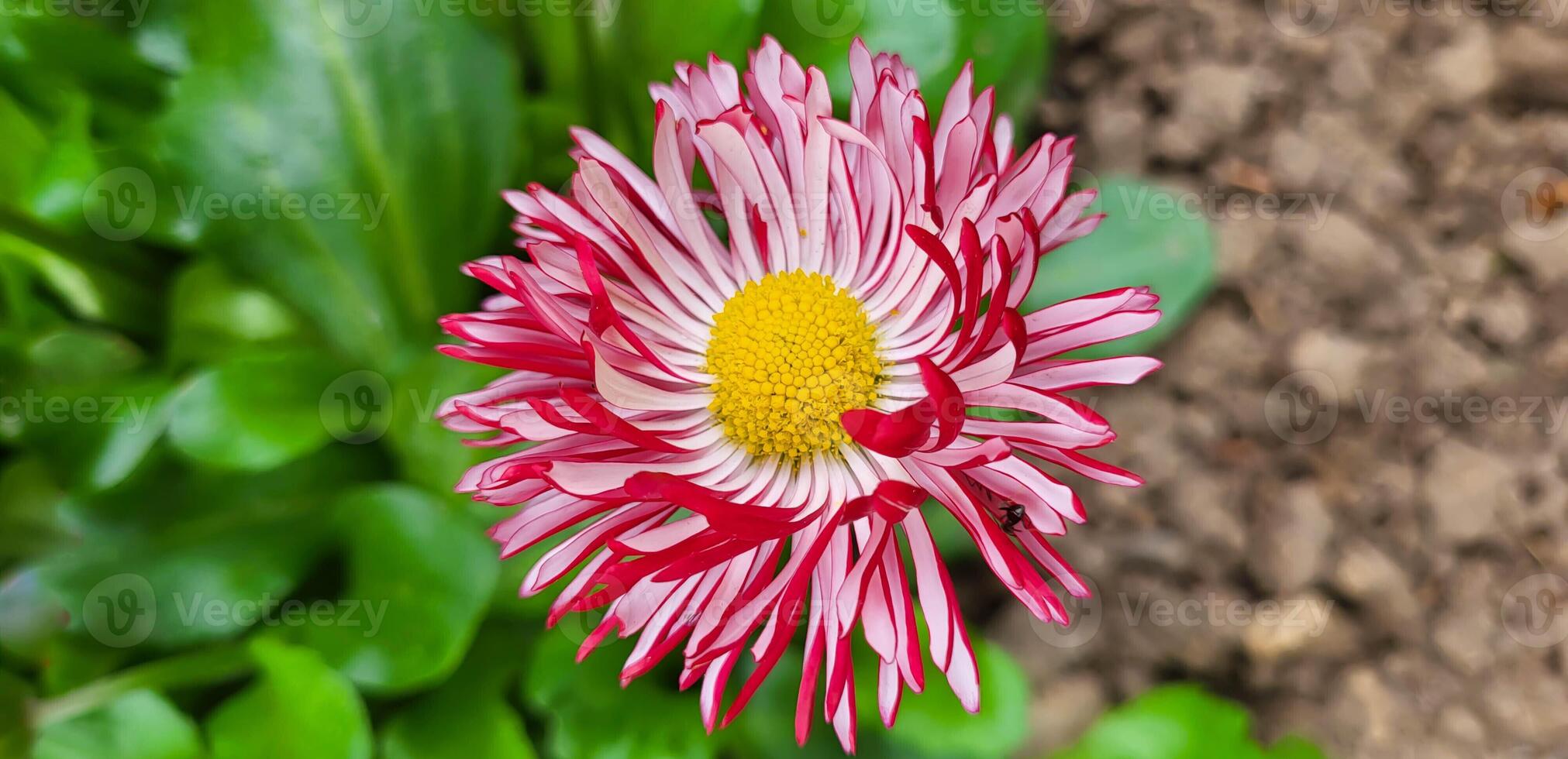 Red and white perennial daisy, one on a green background of leaves photo