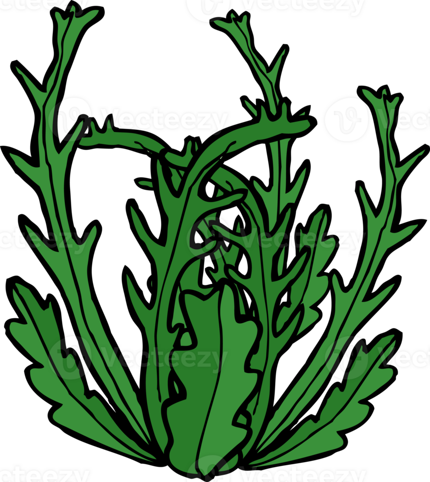 cartoon seaweed drawing png