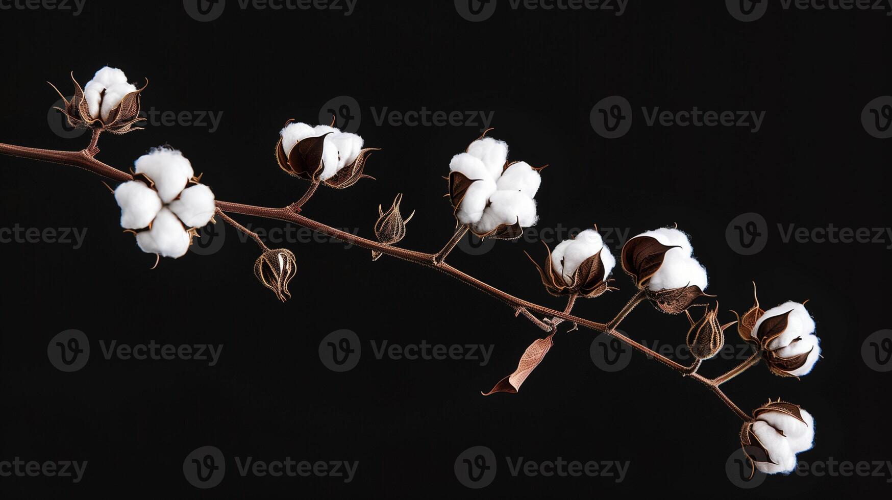 Cotton bolls on the branch isolated on black background. Textile industry photo