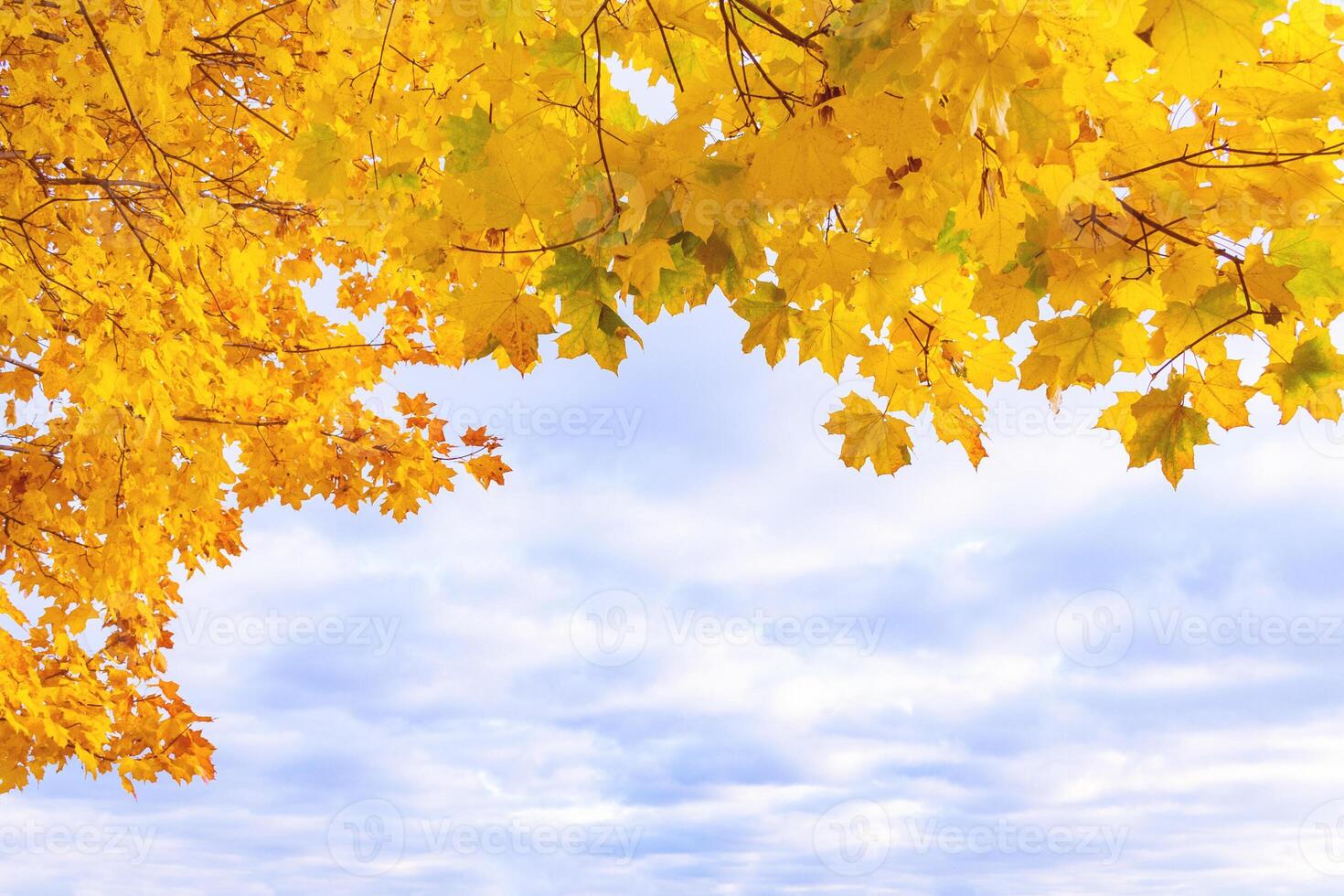 Fragment of a yellow autumn foliage against a cloud sky photo