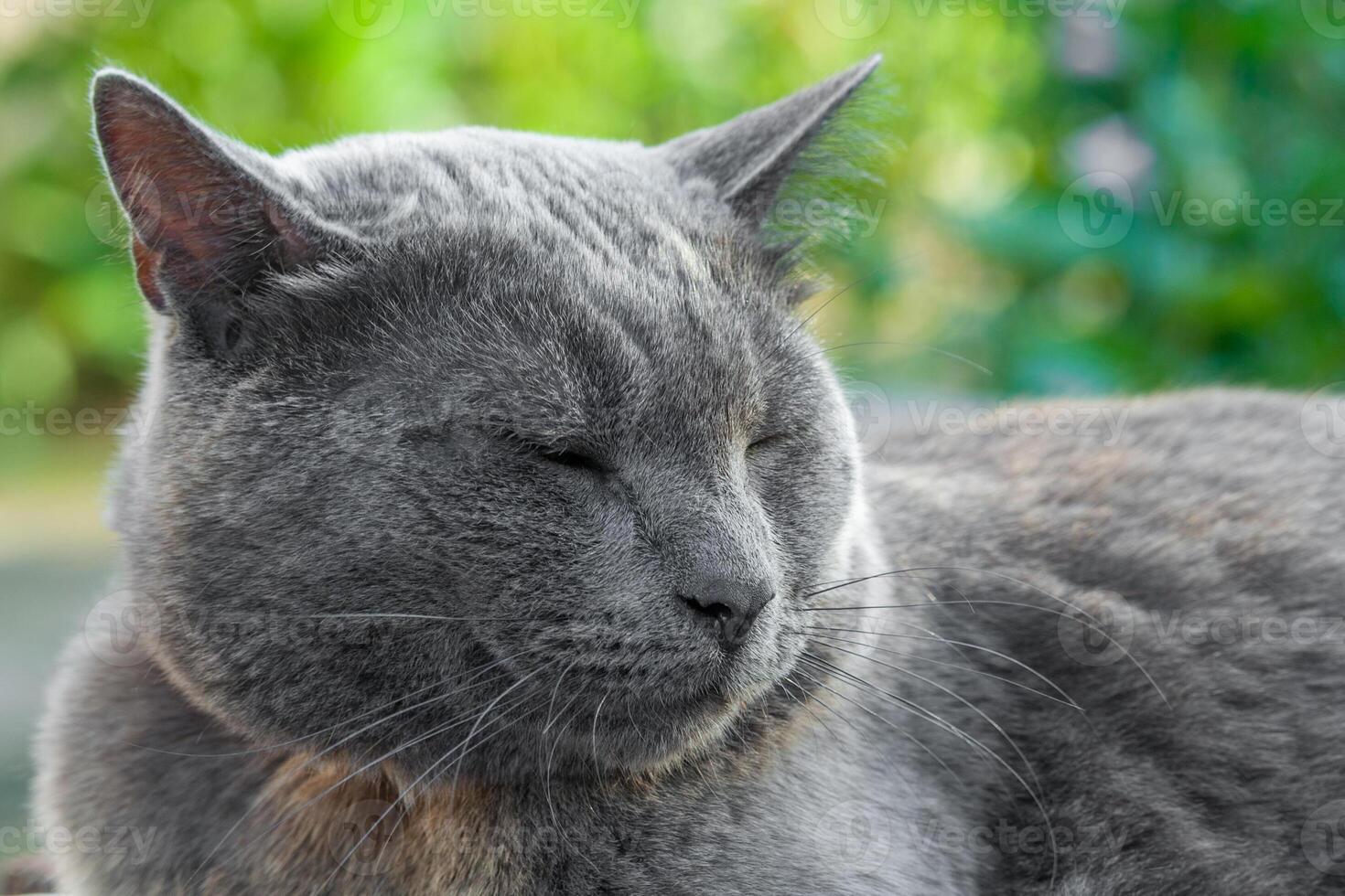 Gray cat with closed eyes photo