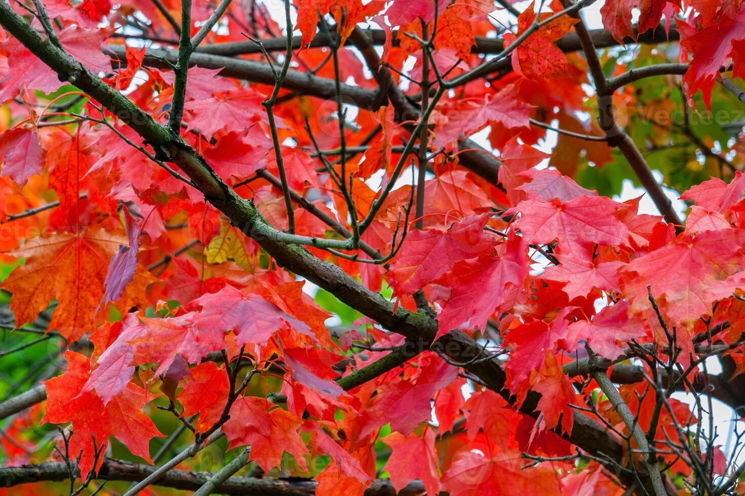 Red maple leaves on a branch photo