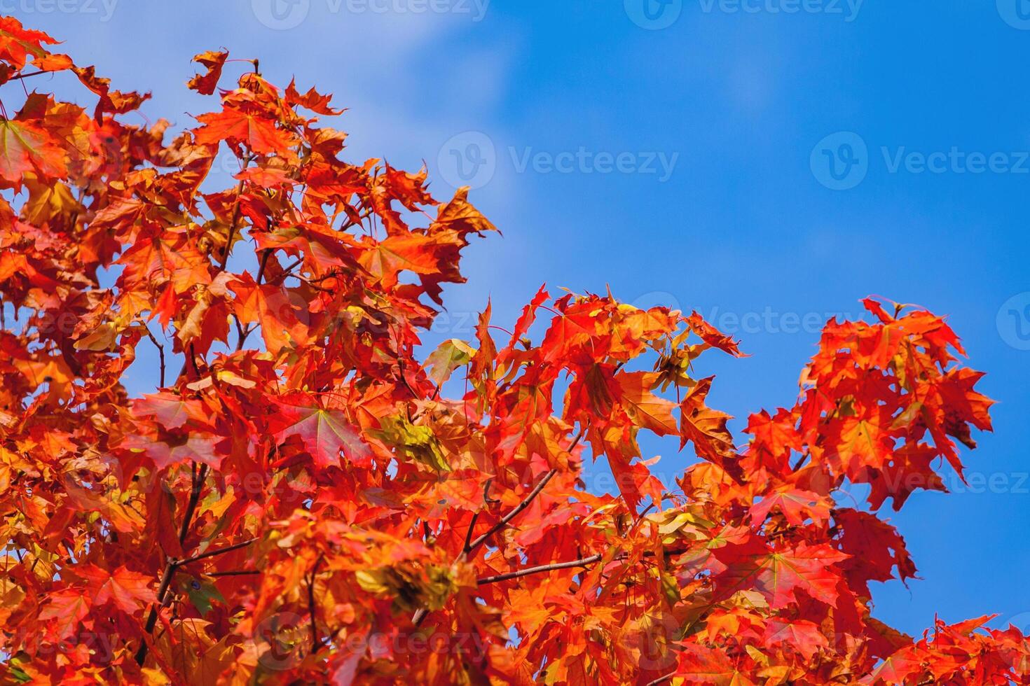 fragment of a maple tree with red leaves against a bright blue sky photo