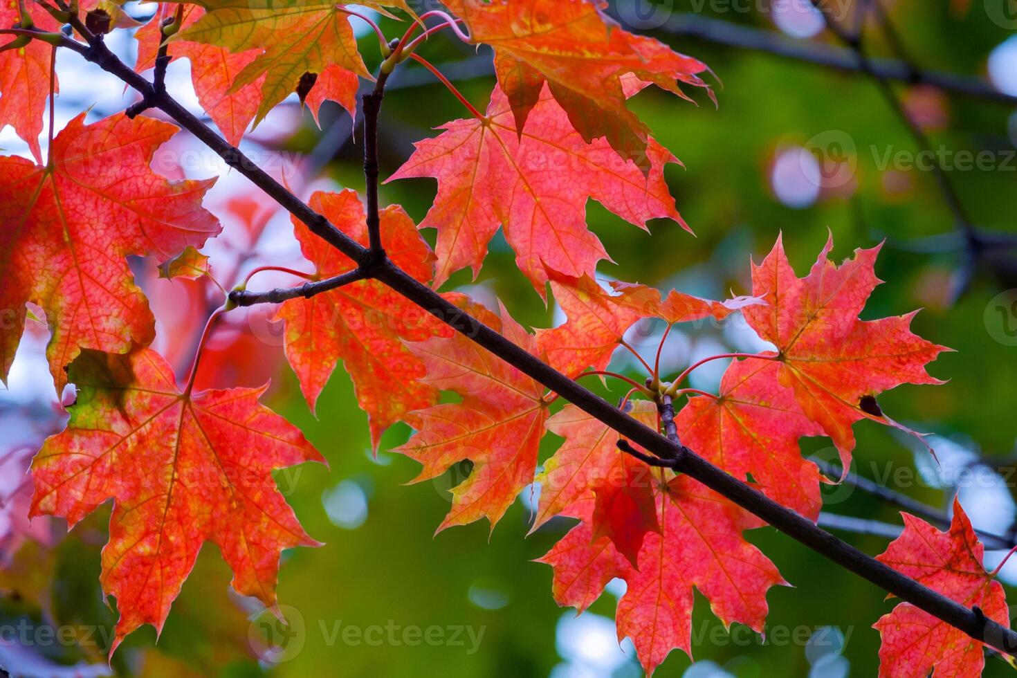 Red maple leaves on a branch photo