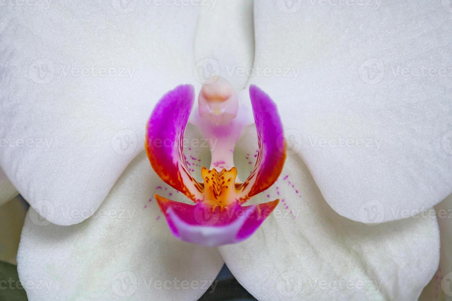Closeup view of a fragment of white orchid flower photo