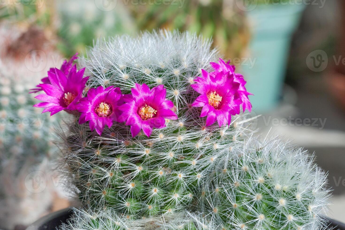 Pink flowers of cactus mammillaria photo