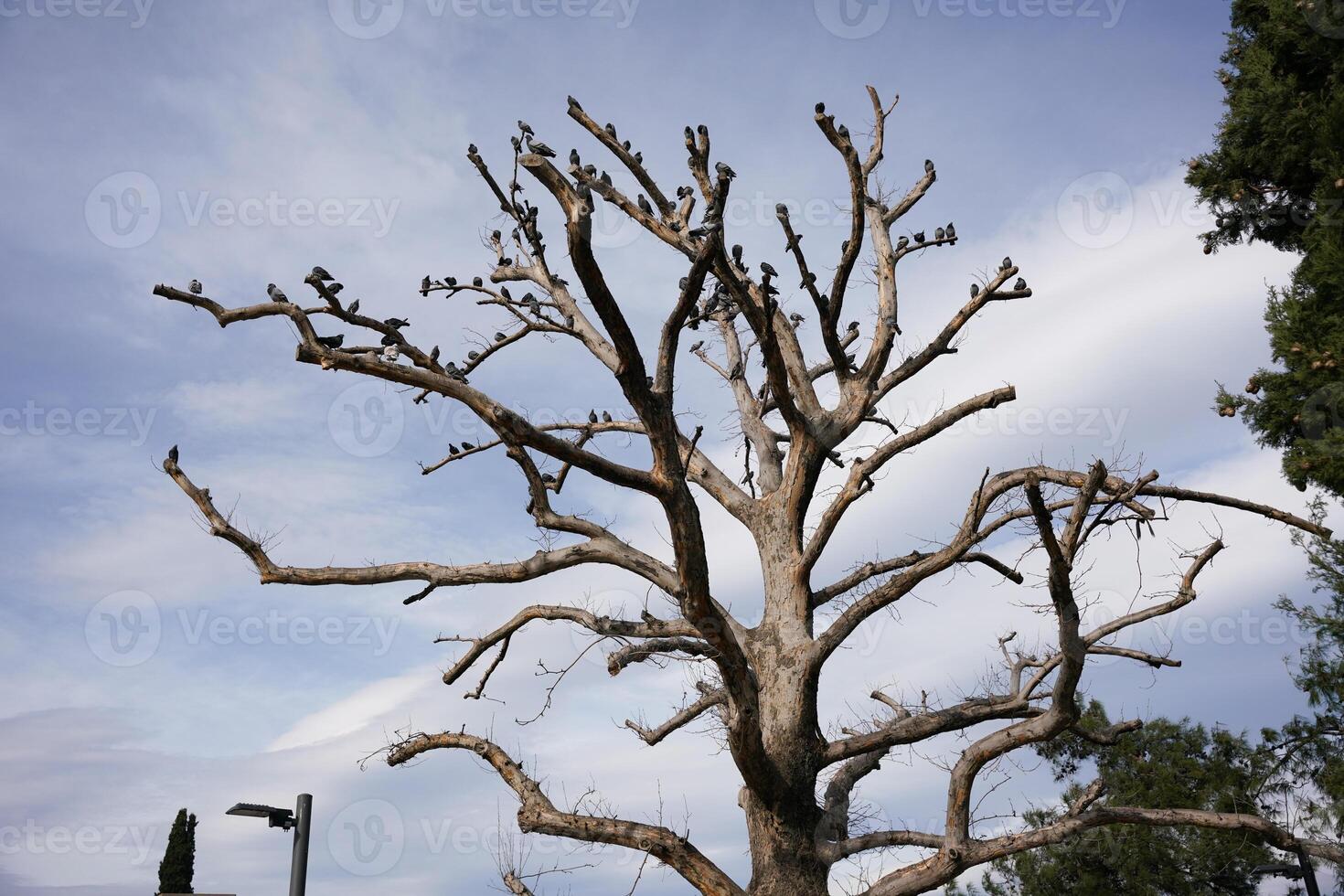 Birds on a dry tree photo