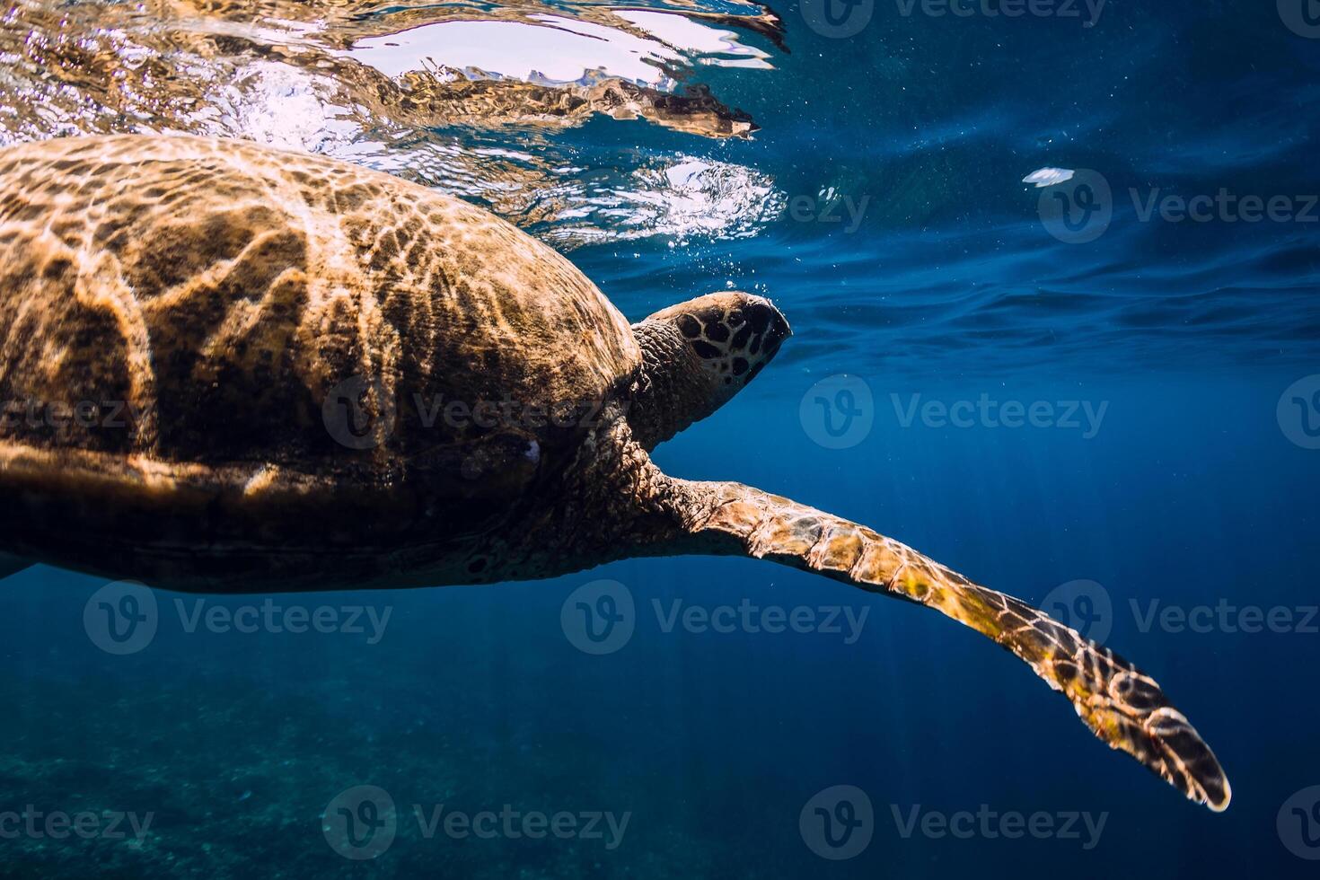Green sea turtle swims underwater in tropical sea photo