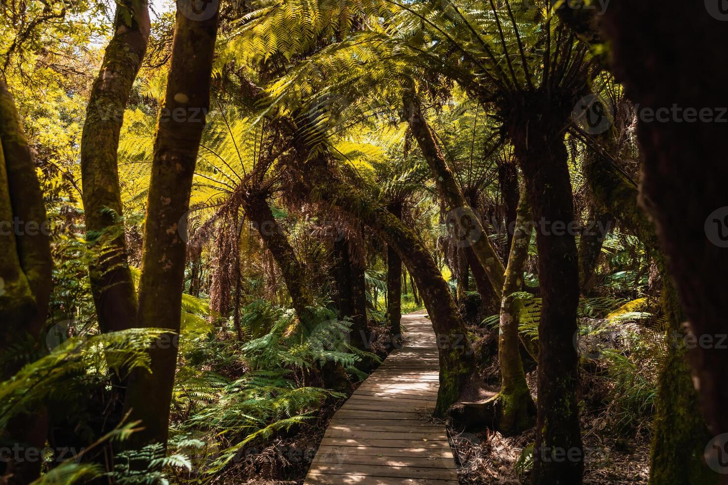 Wooden path with tropical plants in Santa Catarina, Brazil photo
