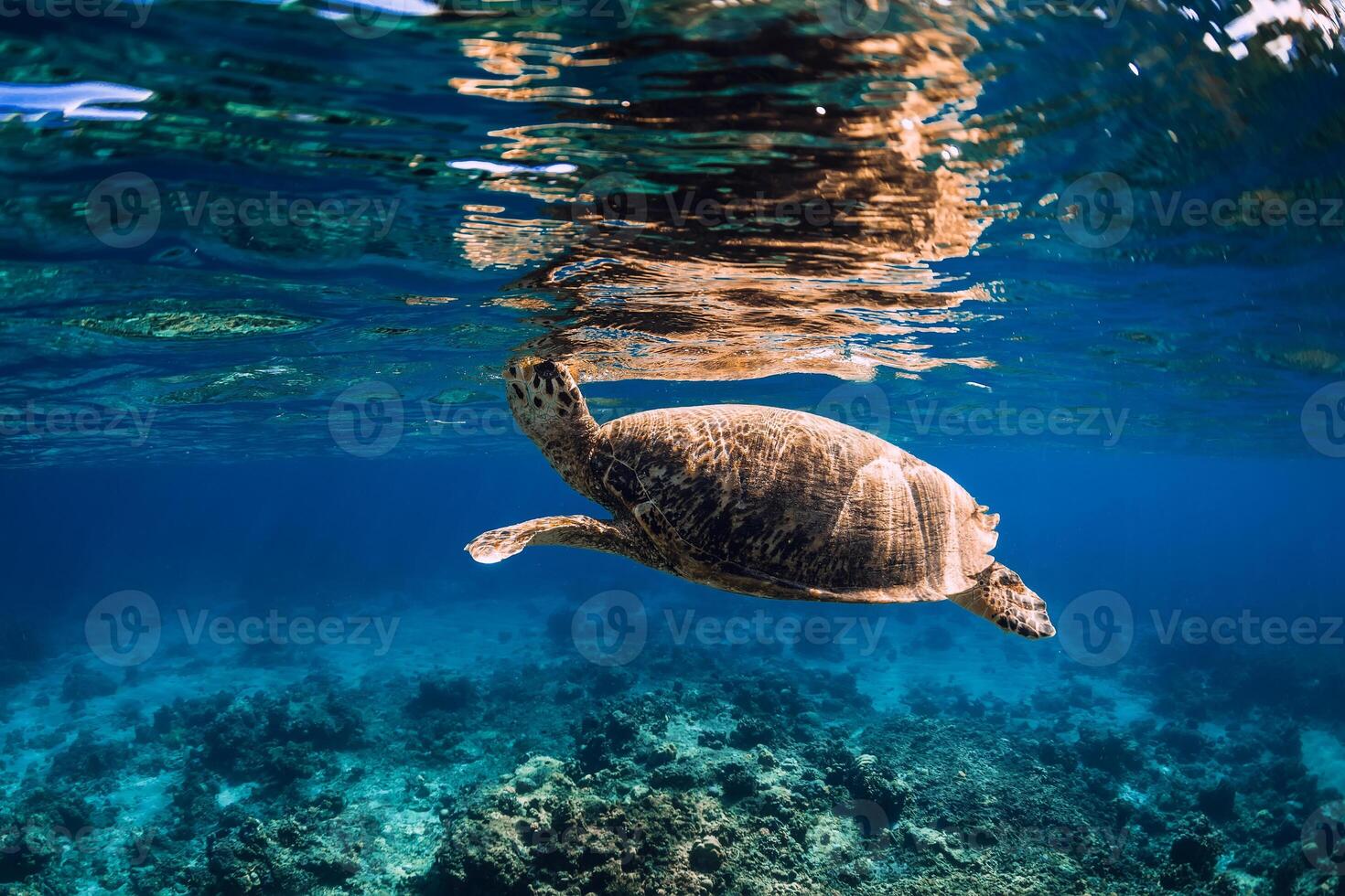 Sea turtle swimming above a coral reef, closeup view photo