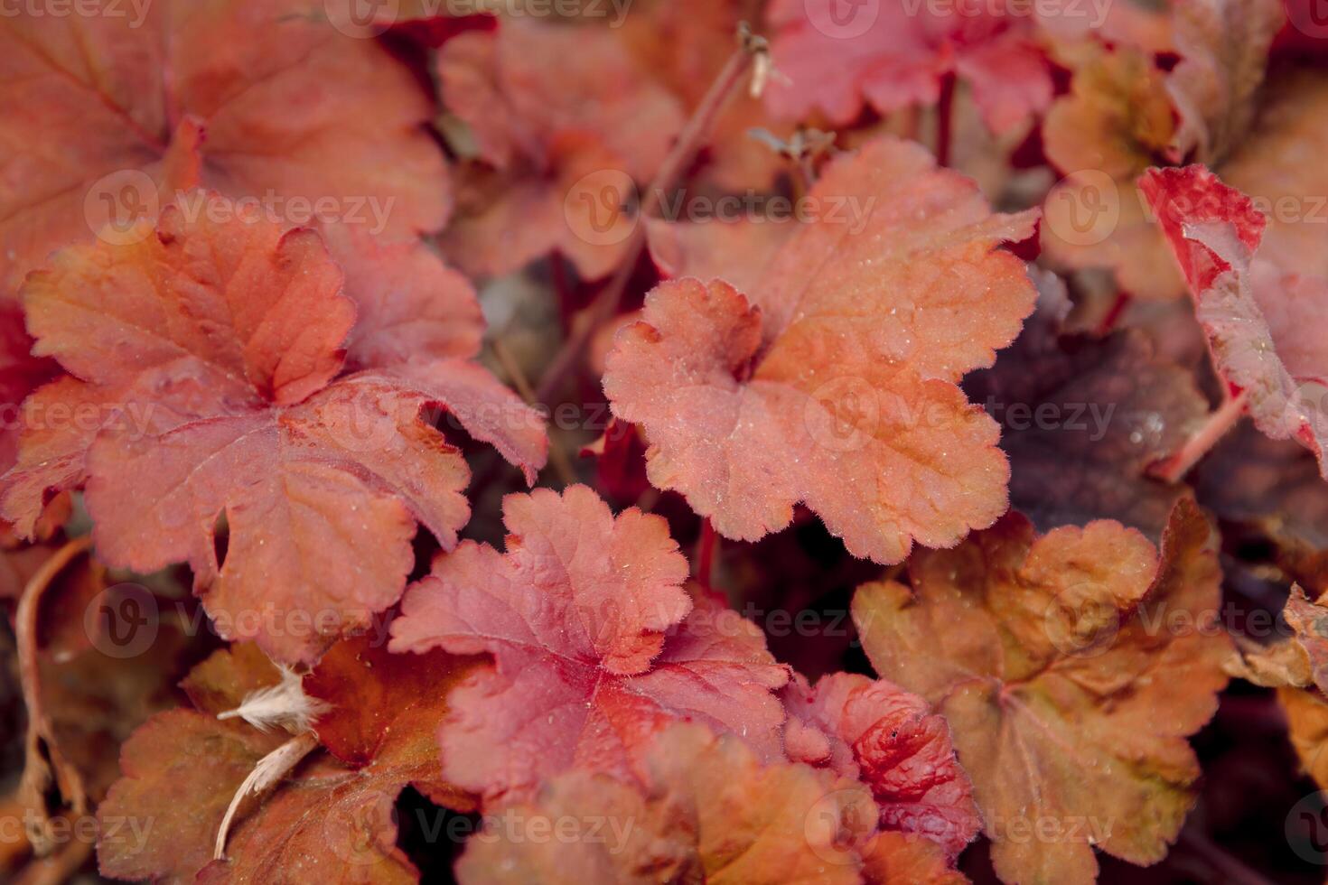 Red coral heuchera plant in summer garden. Close up view of decorative plant photo