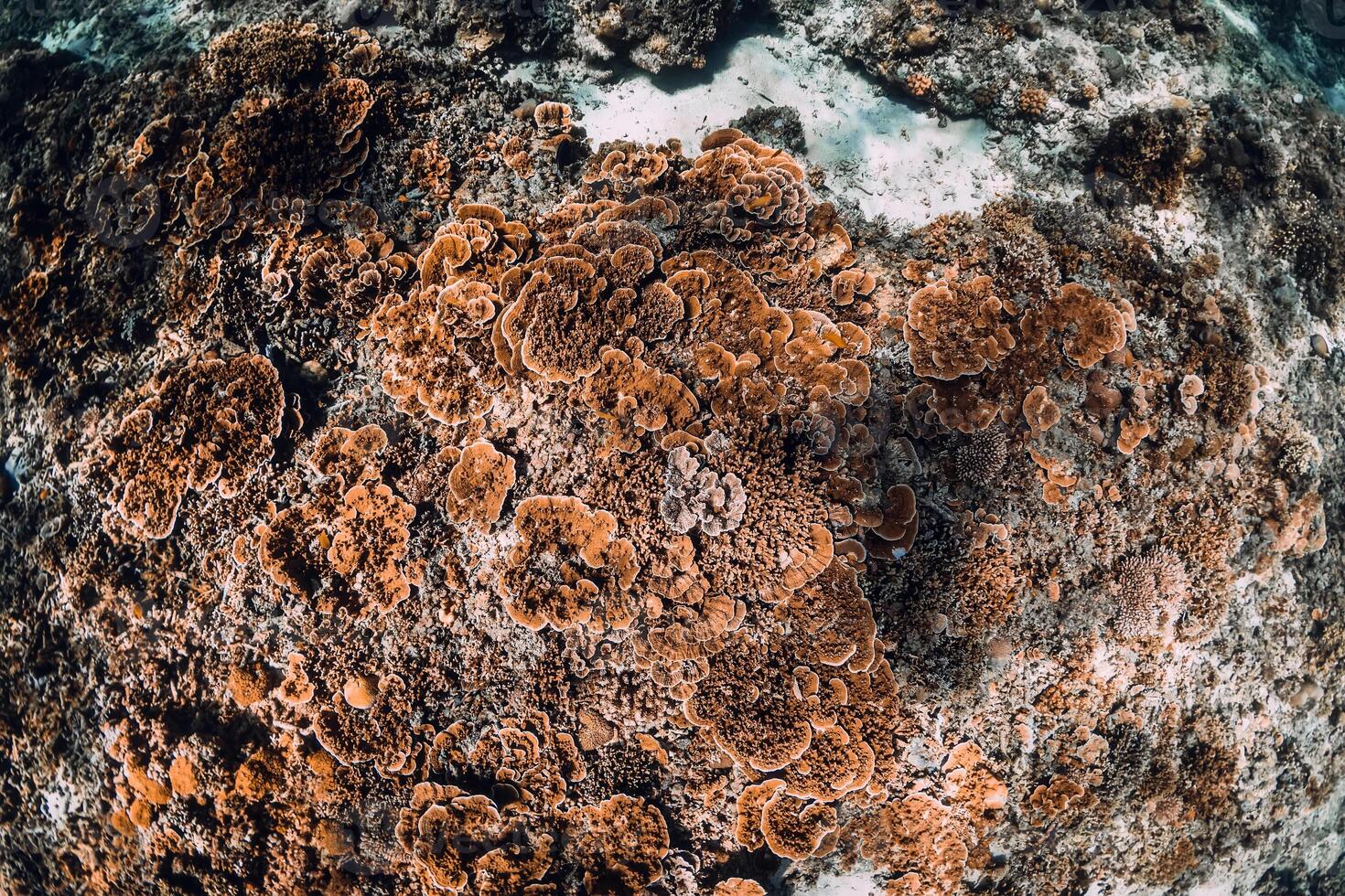 Underwater scene with coral background in tropical ocean. photo