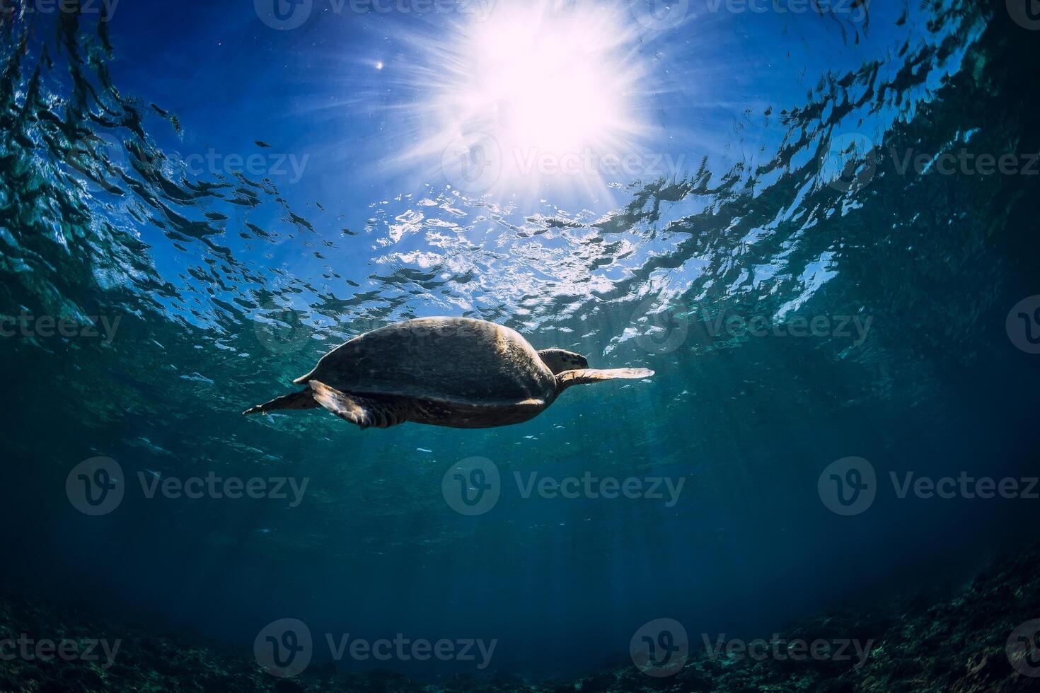 Green sea turtle swims underwater in tropical sea photo