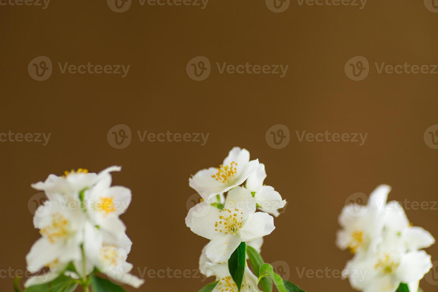 brown background with white jasmine flowers photo