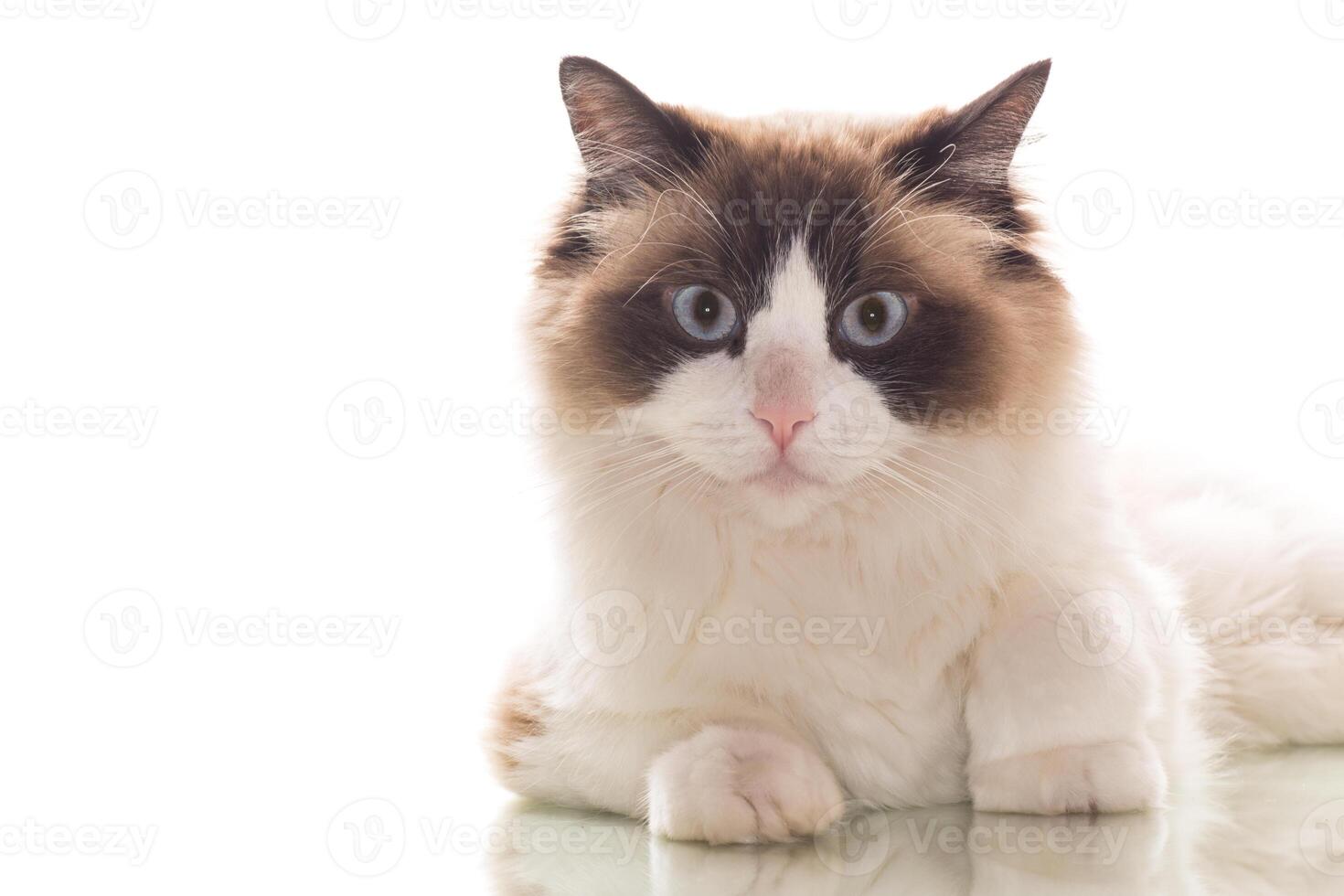 Beautiful young healthy Ragdoll cat on a white background. photo