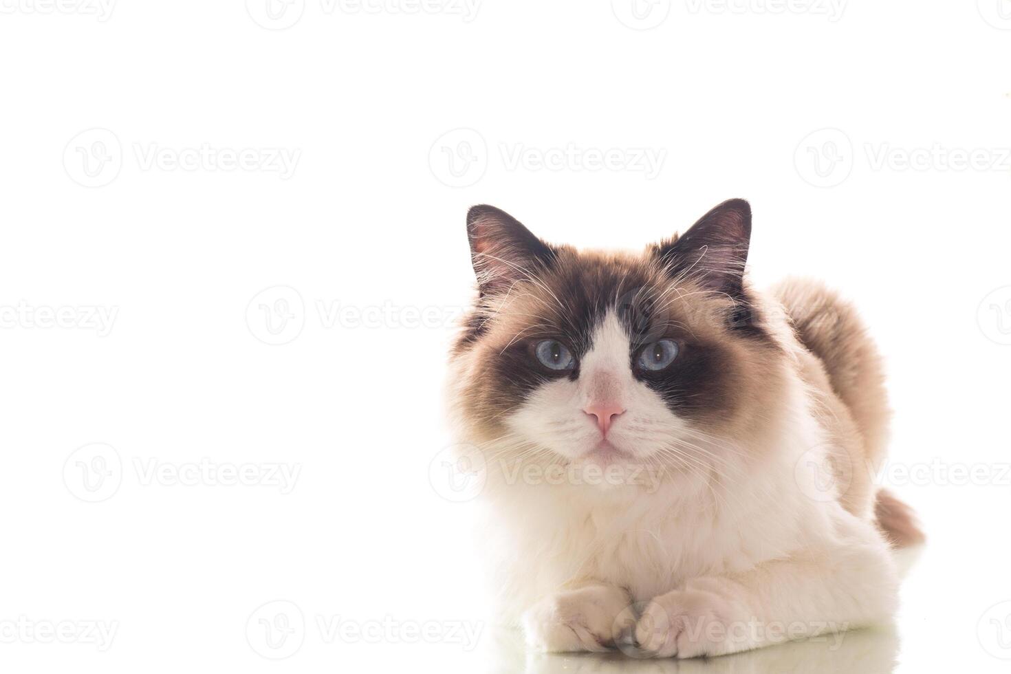 Beautiful young healthy Ragdoll cat on a white background. photo