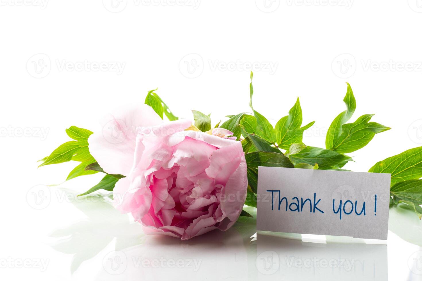 Pink tree peony flower, isolated on white background photo