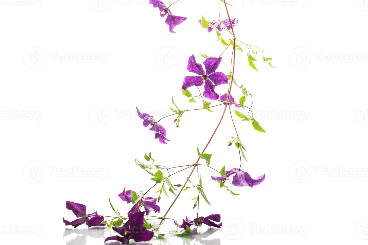 branch of blooming purple clematis, isolated on white background photo