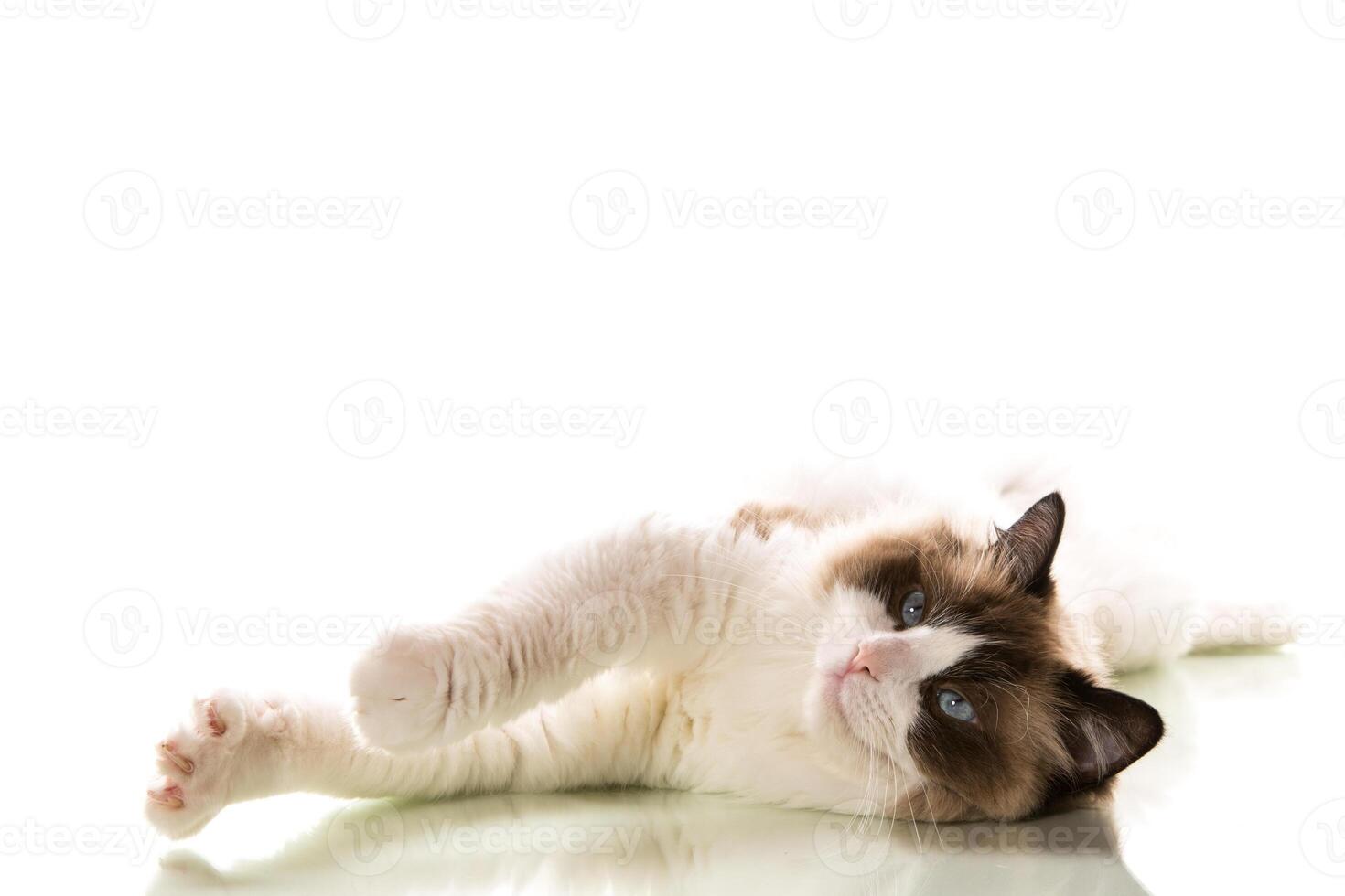 Beautiful young healthy Ragdoll cat on a white background. photo